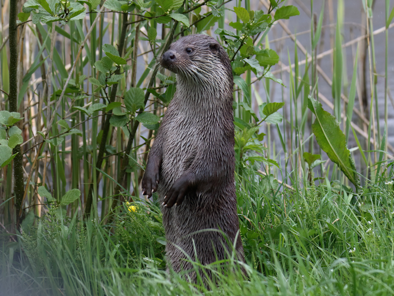 Zoogdieren